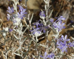 Eriastrum densifolium