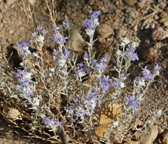Eriastrum densifolium