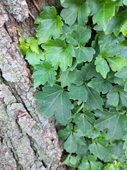 Parthenocissus tricuspidata