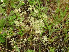 Trinia glauca