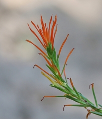 Castilleja minor