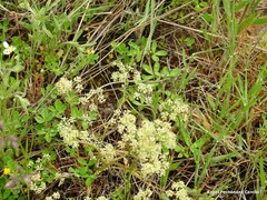 Trinia glauca