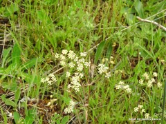Trinia glauca