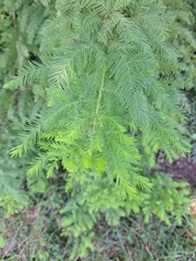 Taxodium distichum
