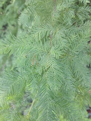 Taxodium distichum