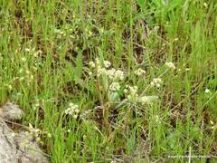 Trinia glauca