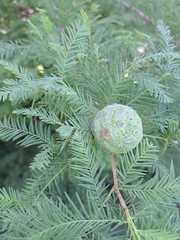 Taxodium distichum