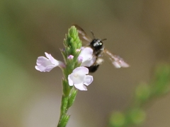 Ceratina cucurbitina