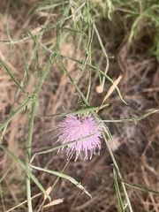 Cheirolophus intybaceus