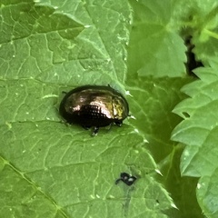 Chrysolina oricalcia