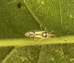 Hyaliodes