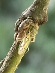 Hyaliodes