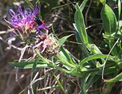 Centaurea triumfettii