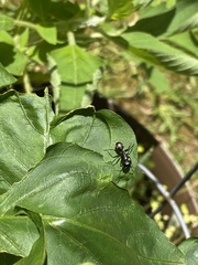 Camponotus pennsylvanicus