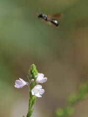 Ceratina cucurbitina
