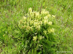 Pedicularis schizocalyx