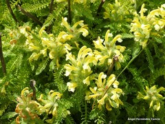 Pedicularis schizocalyx
