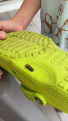 Acrolophus arcanella