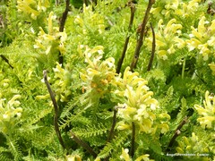 Pedicularis schizocalyx