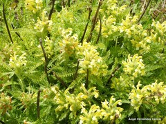 Pedicularis schizocalyx
