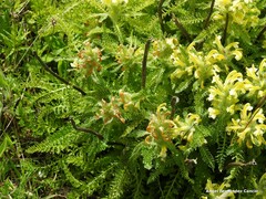 Pedicularis schizocalyx