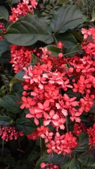 Clerodendrum splendens