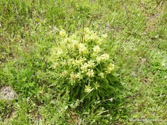 Pedicularis schizocalyx