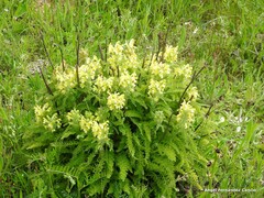 Pedicularis schizocalyx