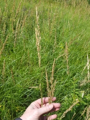 Calamagrostis inexpansa