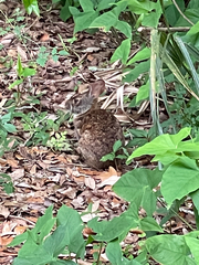 Sylvilagus palustris