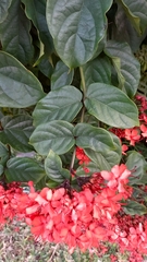 Clerodendrum splendens