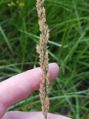 Calamagrostis inexpansa