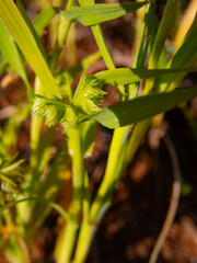 Dactyloctenium radulans