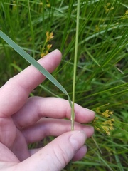 Calamagrostis inexpansa