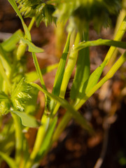 Dactyloctenium radulans