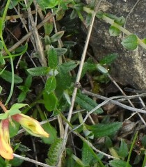 Pseudocistus