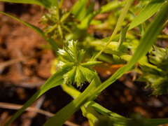 Dactyloctenium radulans