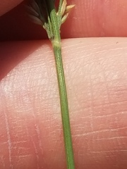 Calamagrostis inexpansa