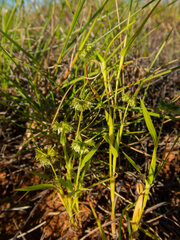 Dactyloctenium radulans