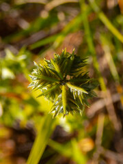 Dactyloctenium radulans
