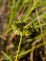 Dactyloctenium radulans