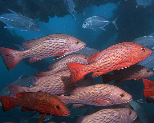 Mangrove Red Snapper