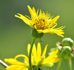 Silphium terebinthinaceum