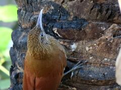 Dendrocolaptes picumnus