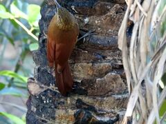 Dendrocolaptes picumnus