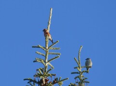Loxia sinesciuris