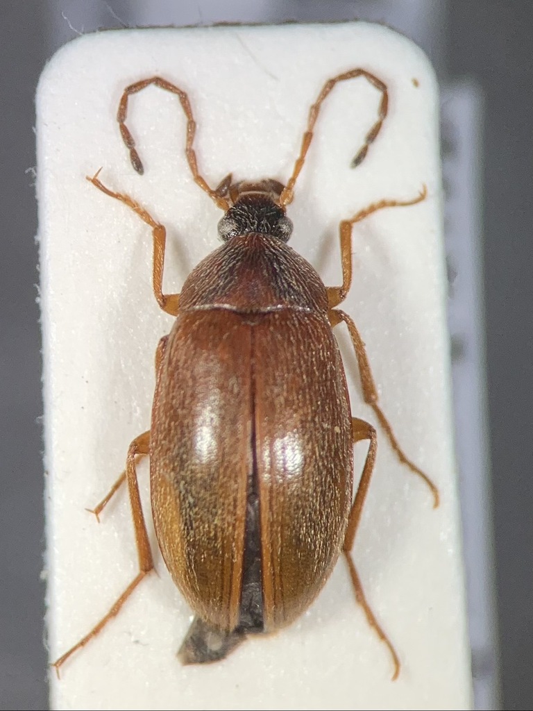 Isomira testacea