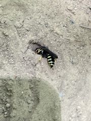 Aphilanthops frigidus