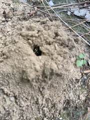 Aphilanthops frigidus