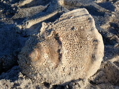 Sinistrofulgur sinistrum